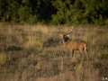xbrame du cerf