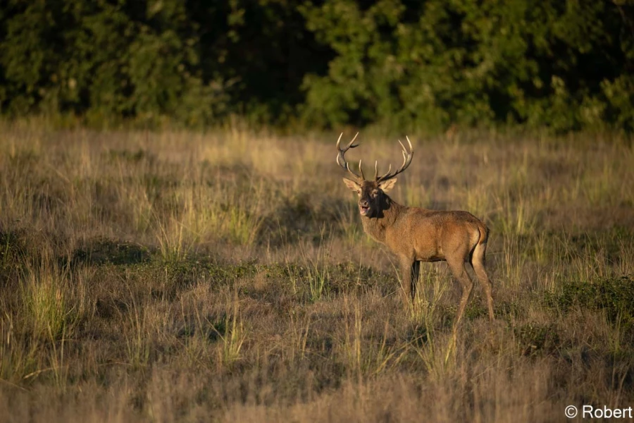 xbrame du cerf