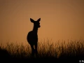 xbrame du cerf