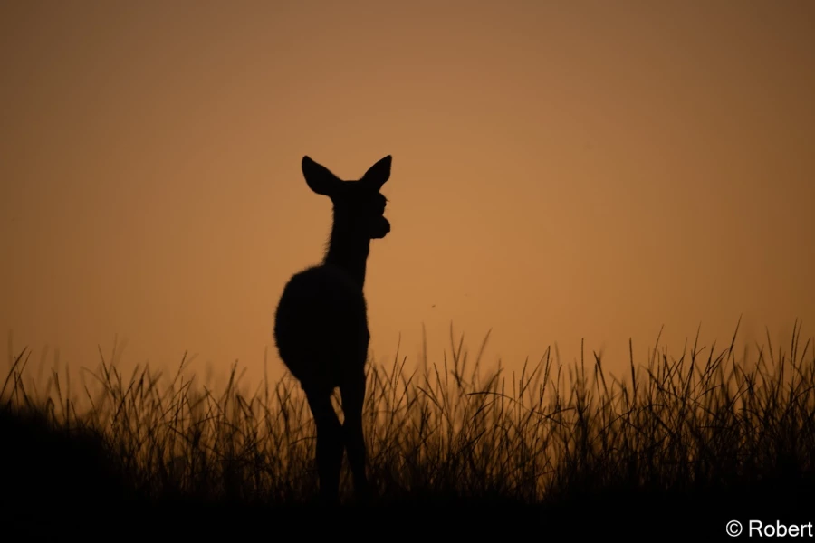 xbrame du cerf