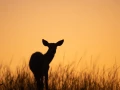 xbrame du cerf