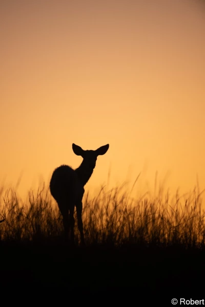 xbrame du cerf