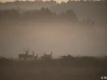 xbrame du cerf