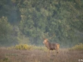 xbrame du cerf