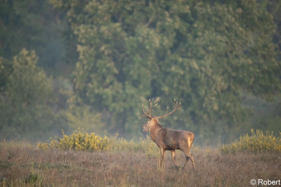 xbrame du cerf
