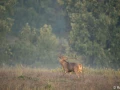 xbrame du cerf