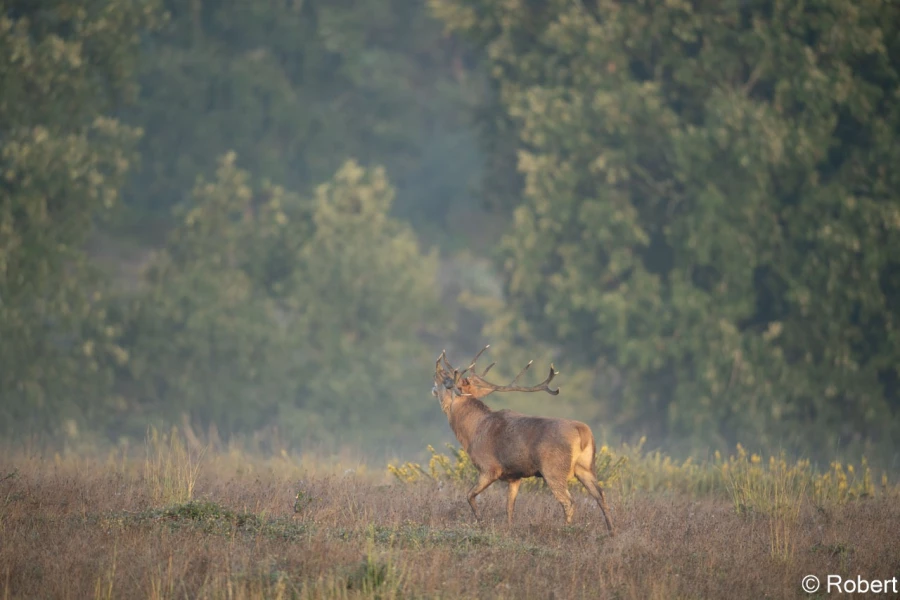 xbrame du cerf
