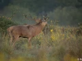 xbrame du cerf