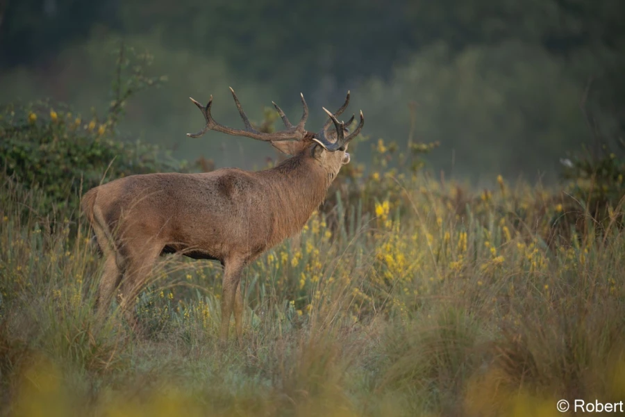 xbrame du cerf