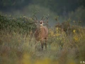xbrame du cerf