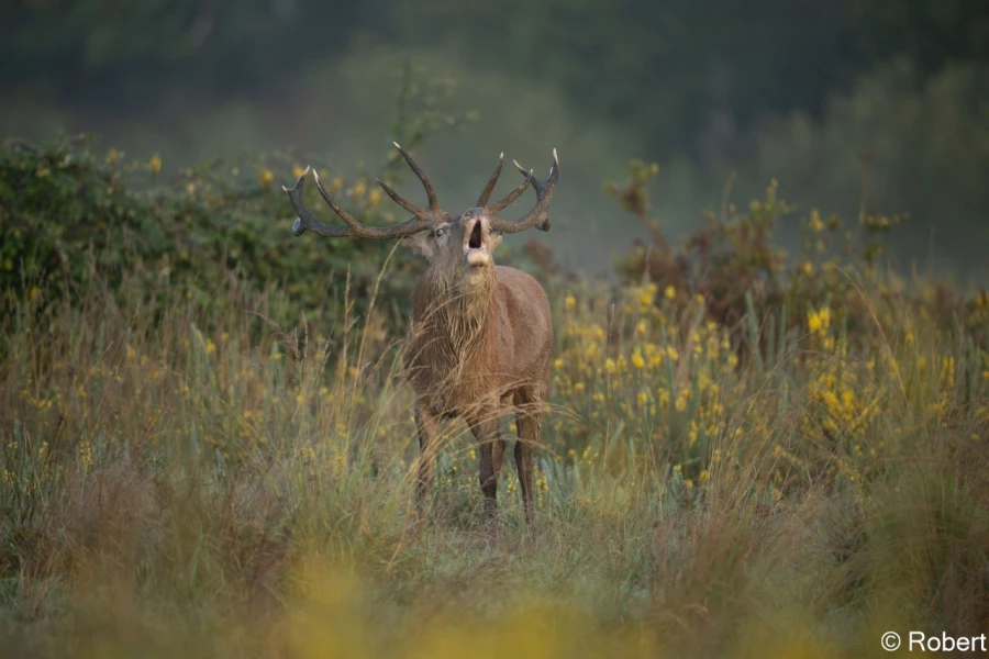 xbrame du cerf