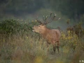 xbrame du cerf