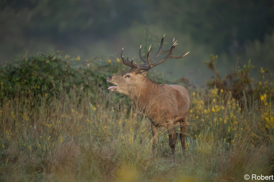 xbrame du cerf