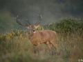 xbrame du cerf