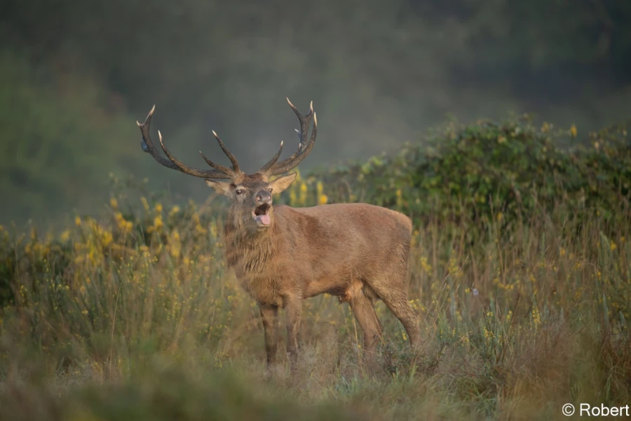xbrame du cerf