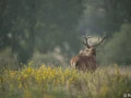 xbrame du cerf