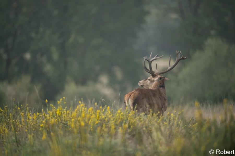 xbrame du cerf