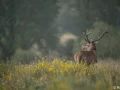 xbrame du cerf