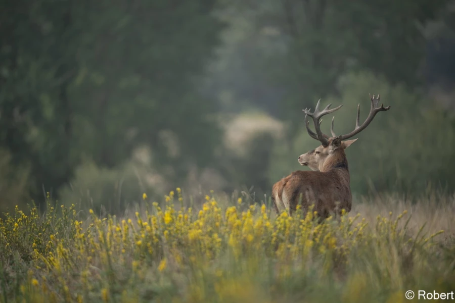 xbrame du cerf