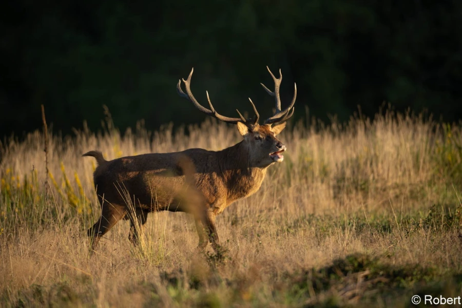 xbrame du cerf