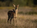 xbrame du cerf