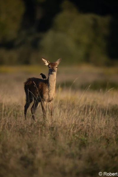 xbrame du cerf