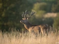 xbrame du cerf