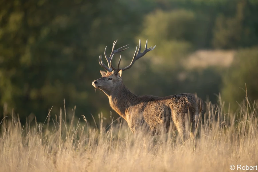xbrame du cerf