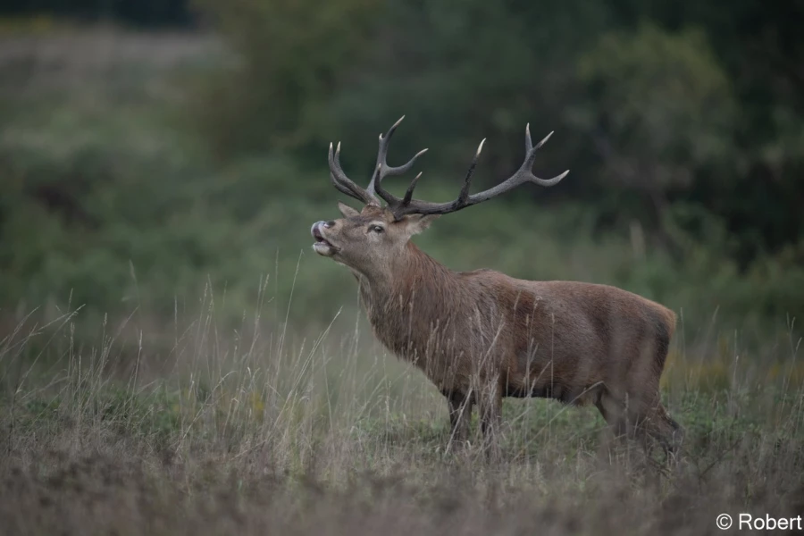 xbrame du cerf
