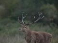xbrame du cerf