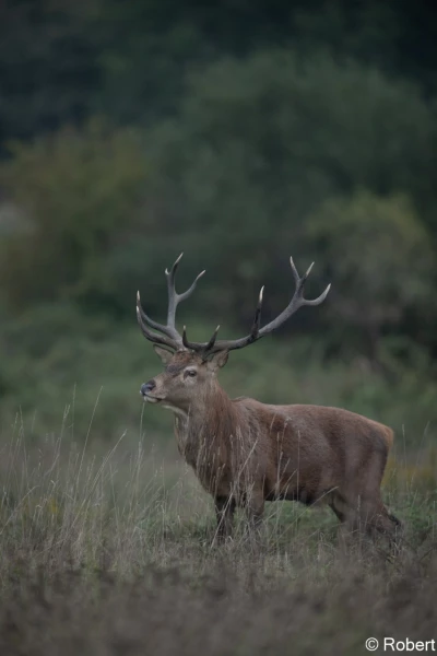 xbrame du cerf
