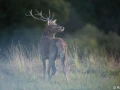 xbrame du cerf