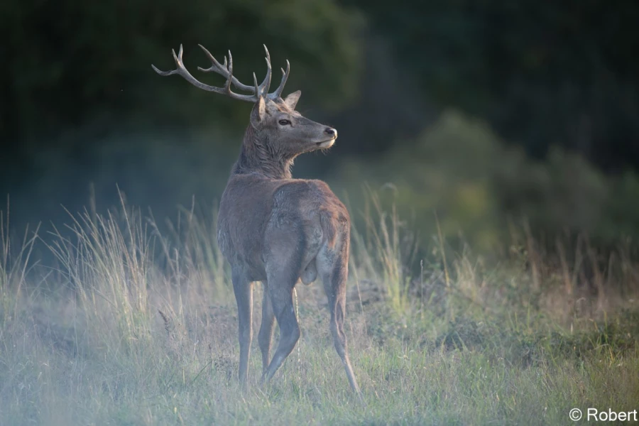 xbrame du cerf