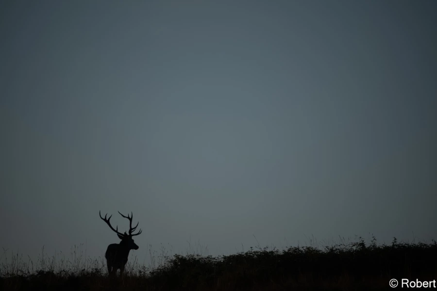 xbrame du cerf