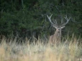 xbrame du cerf