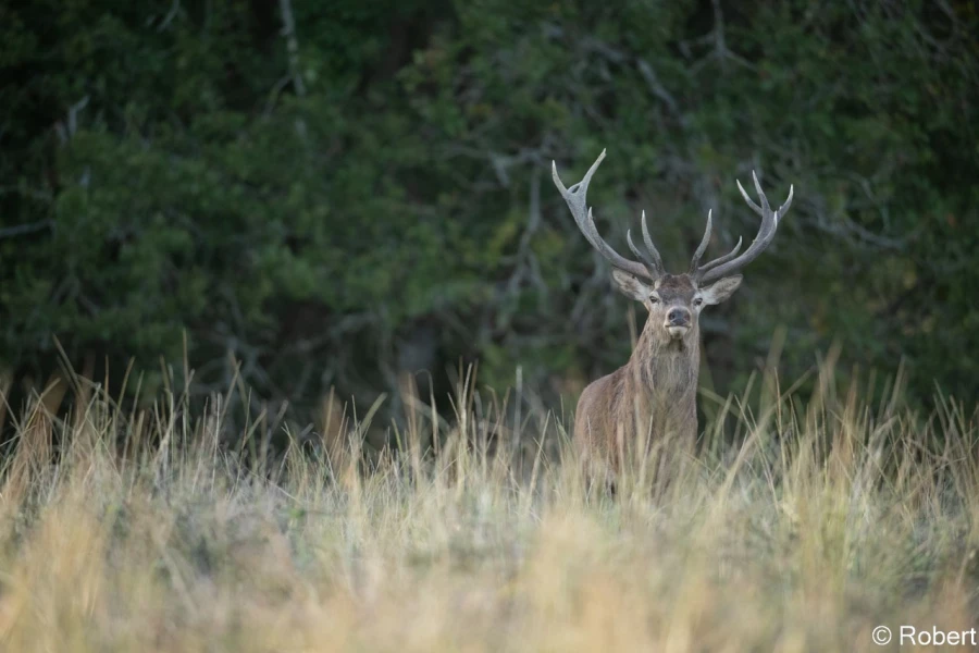 xbrame du cerf