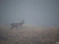 xbrame du cerf