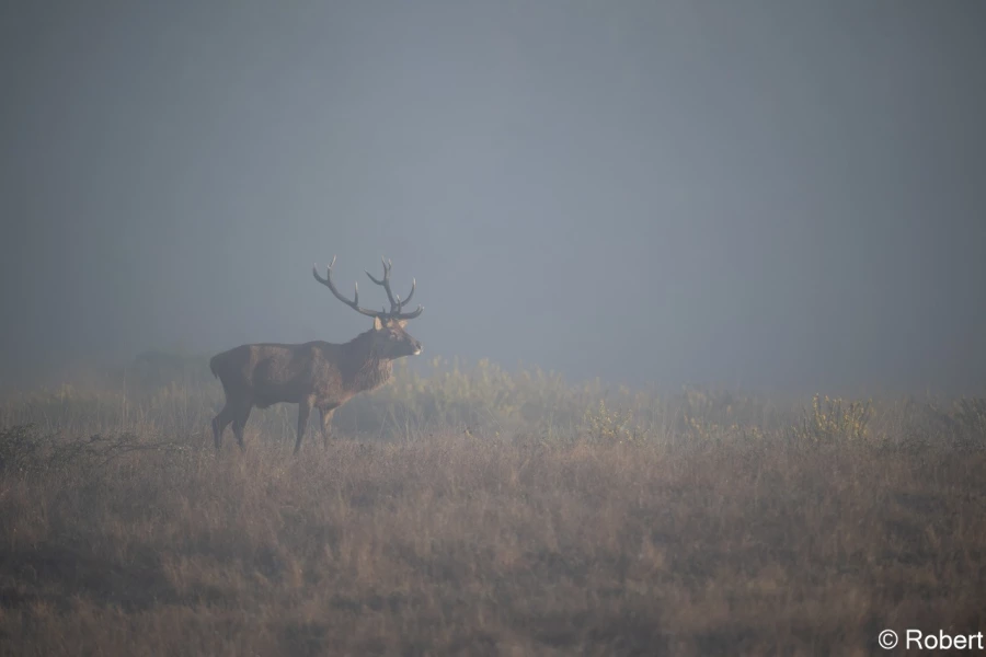 xbrame du cerf