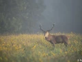 xbrame du cerf