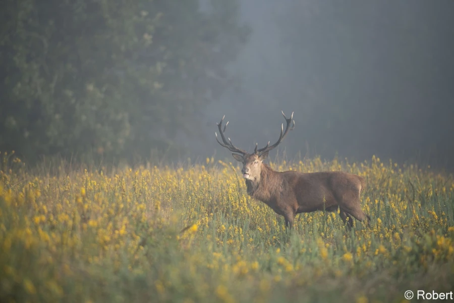 xbrame du cerf