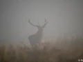 xbrame du cerf