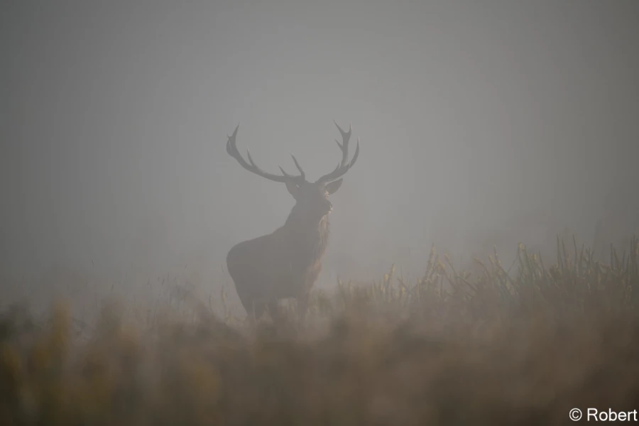xbrame du cerf