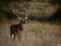 xbrame du cerf