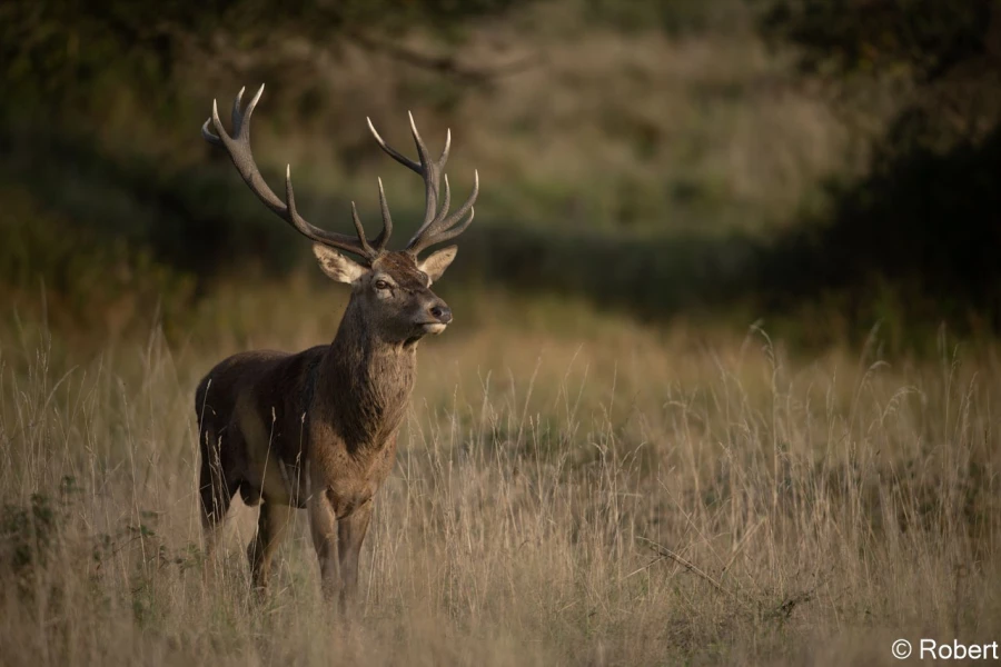 xbrame du cerf