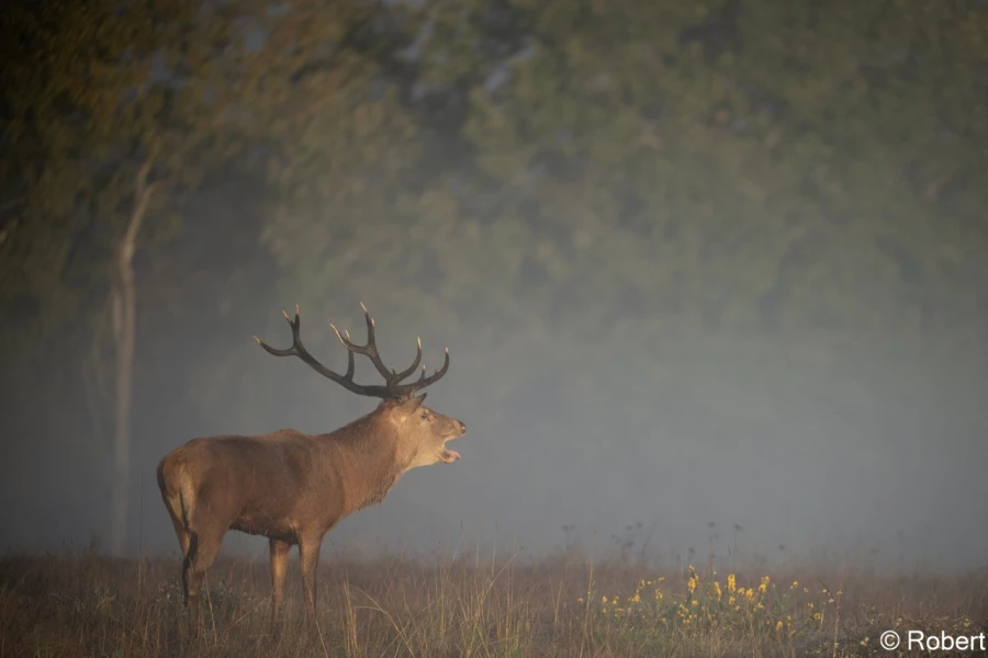 xbrame du cerf