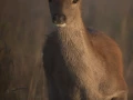 xbrame du cerf
