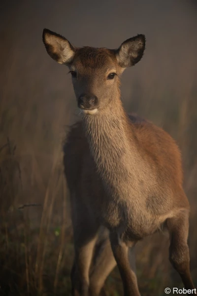 xbrame du cerf
