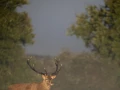 xbrame du cerf