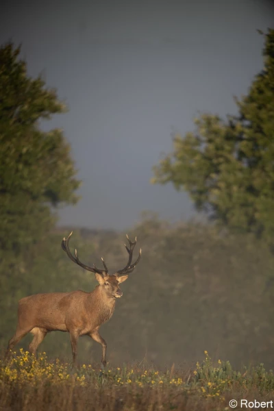 xbrame du cerf