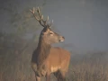 xbrame du cerf